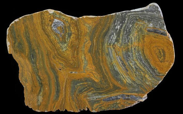 Polished, Mesoproterozoic Stromatolite (Conophyton) - Australia #64871